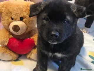 Akita dogs Big bear faced American Akitas - Advert 5