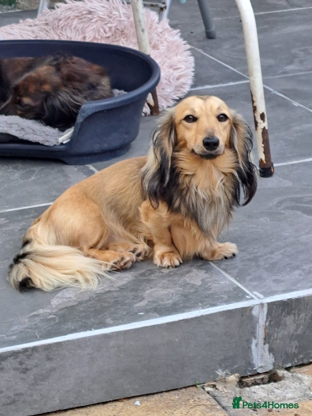 Miniature Dachshund dogs for sale: Kc. Reg. Shaded Cream Miniature Longhaired Boy - Image 1