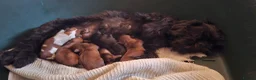 Shih Tzu dogs for sale: 5 beautiful KC reg shih Tzu puppies  - Advert 22