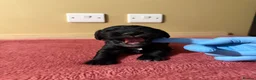 Cocker Spaniel dogs for sale: Beautiful Male Cocker Spaniel Puppies - Advert 12