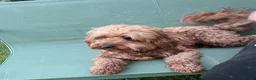 Cavapoo dogs for stud:  Experienced Male Available for Stud Service  - Advert 3