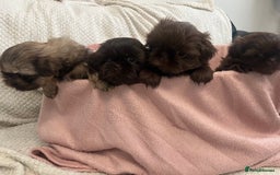 Shih Tzu dogs for sale: Imperial Shihtzu puppies - Image 7