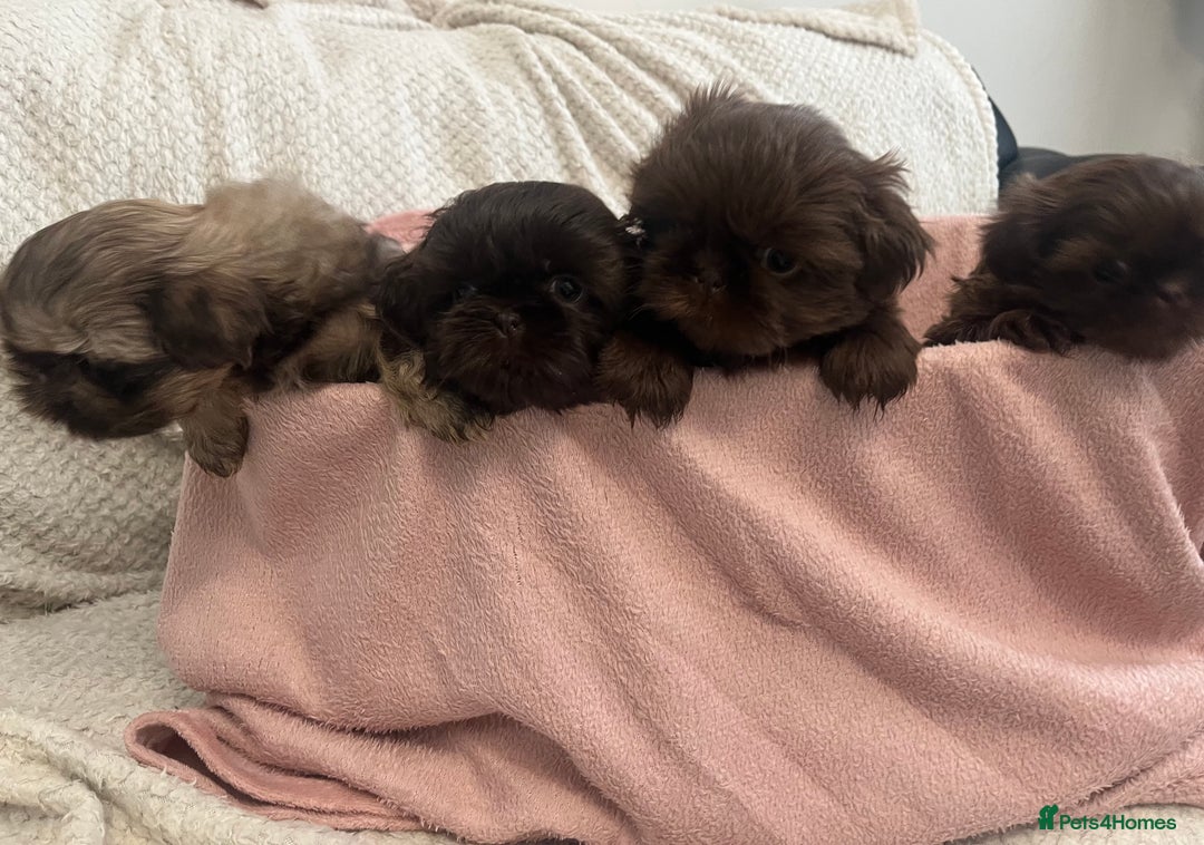 Shih Tzu dogs for sale: Imperial Shihtzu puppies - Image 7