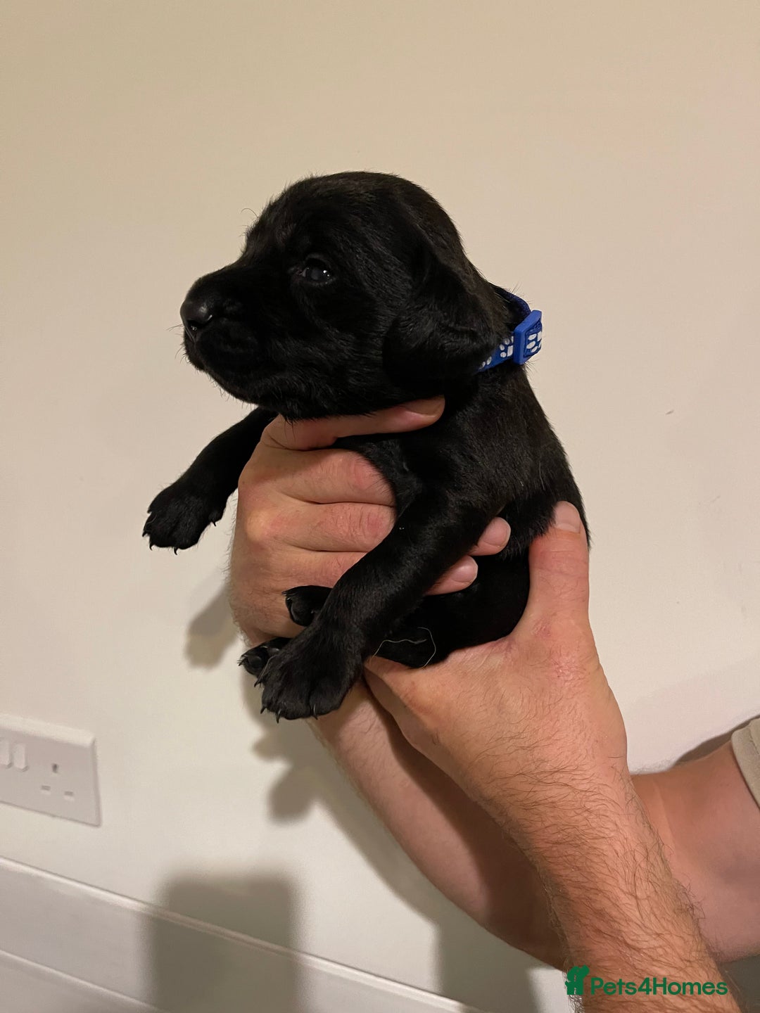 Labrador Retriever dogs for sale: 9 KC Black Lab Pups  - Image 11
