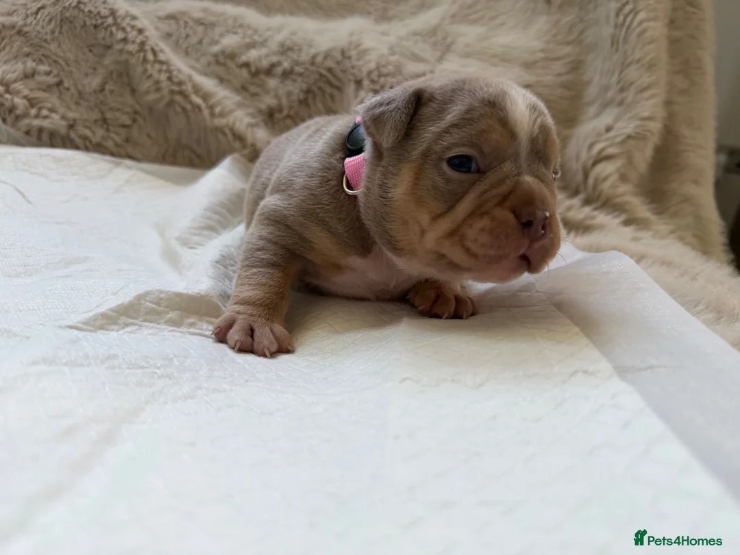 American Bully dogs for sale: 🐾Exceptional ABKC Lilac Tri Pocket Bully Puppies - Advert 2