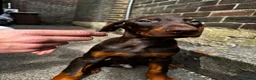Dobermann dogs for sale: Gorgeous Doberman litter - Advert 3