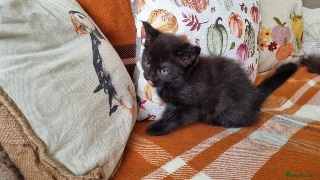 Mixed Breed cats for sale: Gorgeous Large Maine Coon Cross Kittens - Image 22