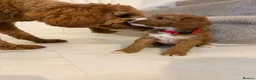 Cockapoo dogs for sale: Cockapoo puppies  - Advert 29