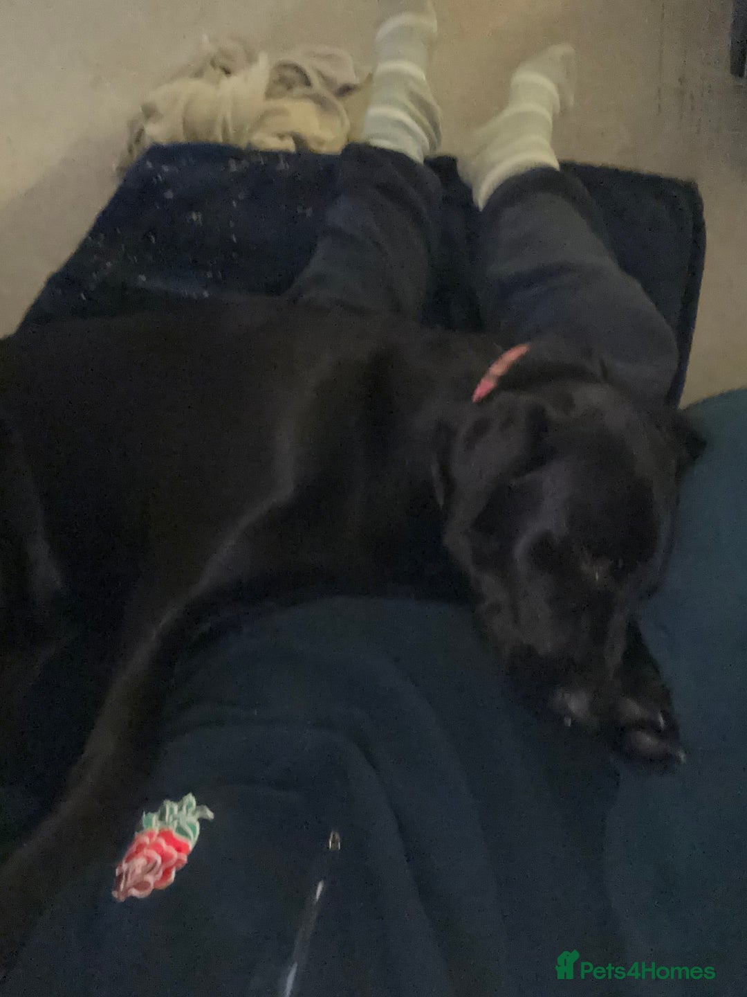 Labrador Retriever dogs for sale: 10 month male (intact) Labrador for sale - Advert 4