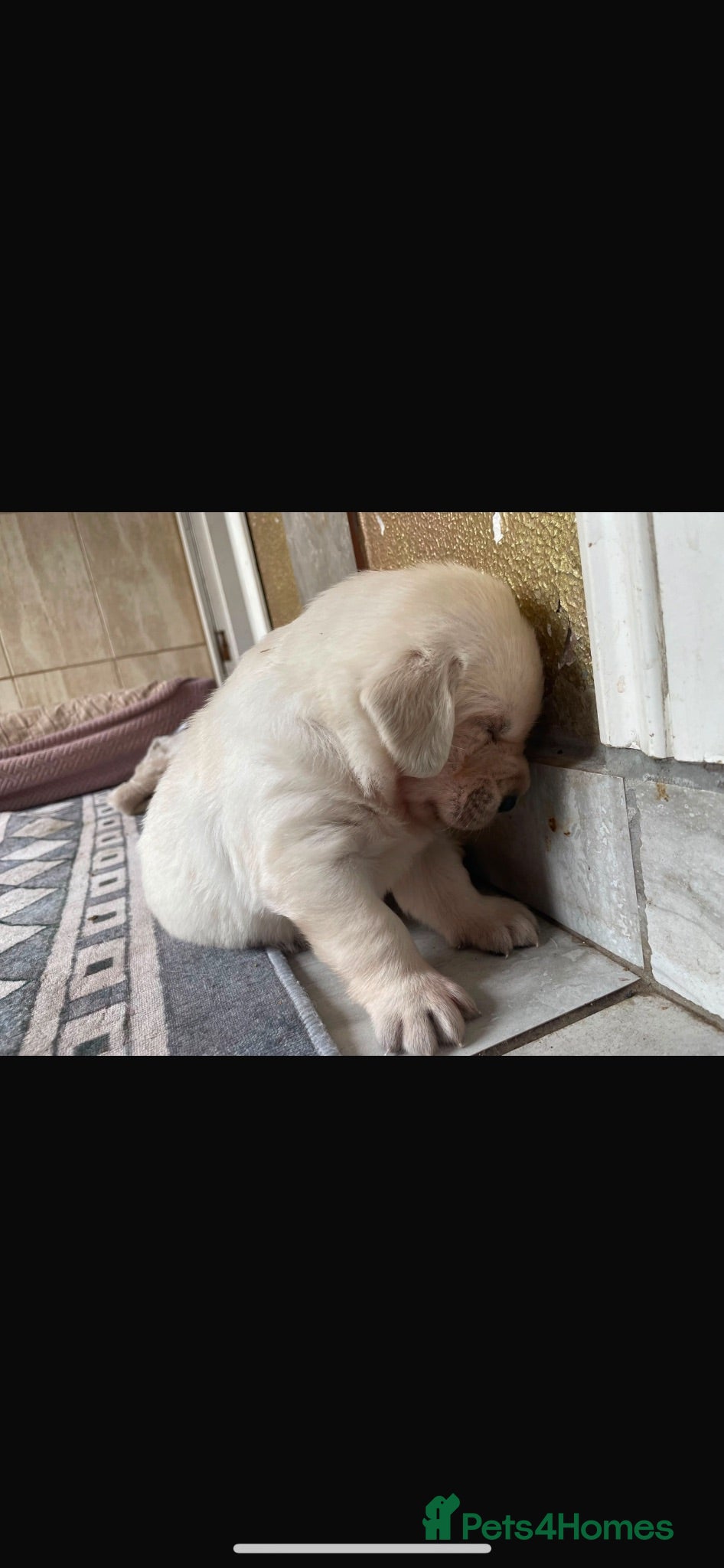 Labrador Retriever dogs Labrador retriver fci golden retriver champion - Advert 9