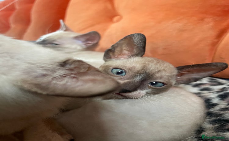 Cornish Rex cats - Advert 1