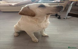 Labrador Retriever dogs for sale:  Labrador puppies - Image 3