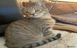 York Chocolate cats for sale: Very cute cats who needs to go to home! - Image 6