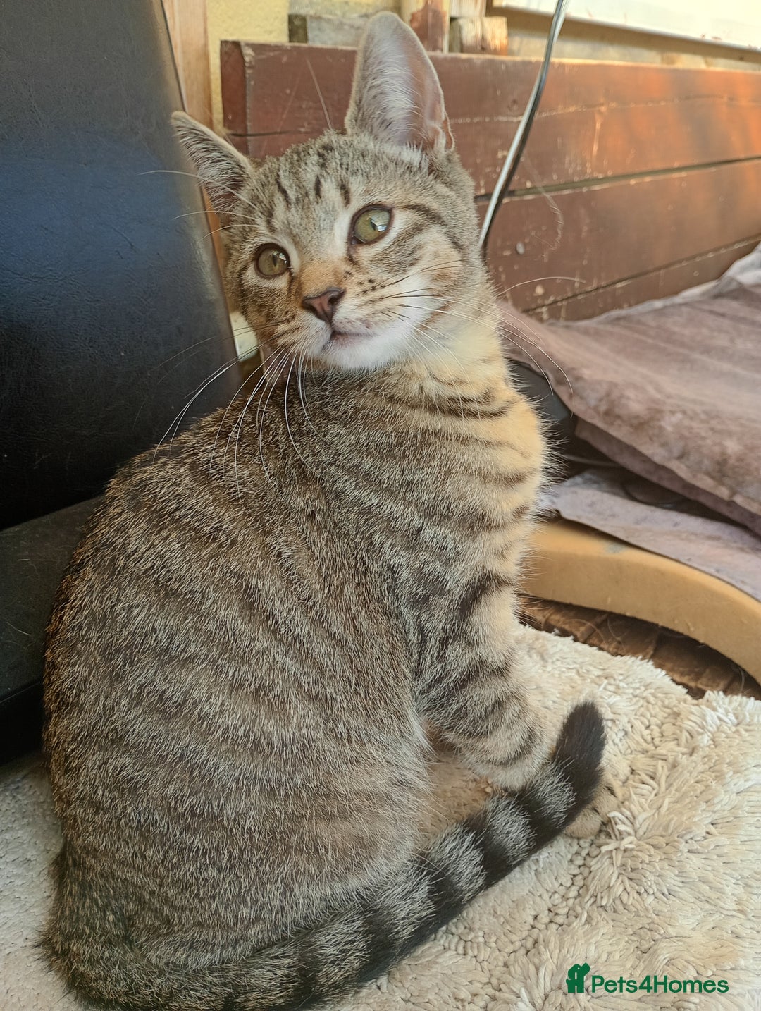 York Chocolate cats for sale: Very cute cats who needs to go to home! - Image 6