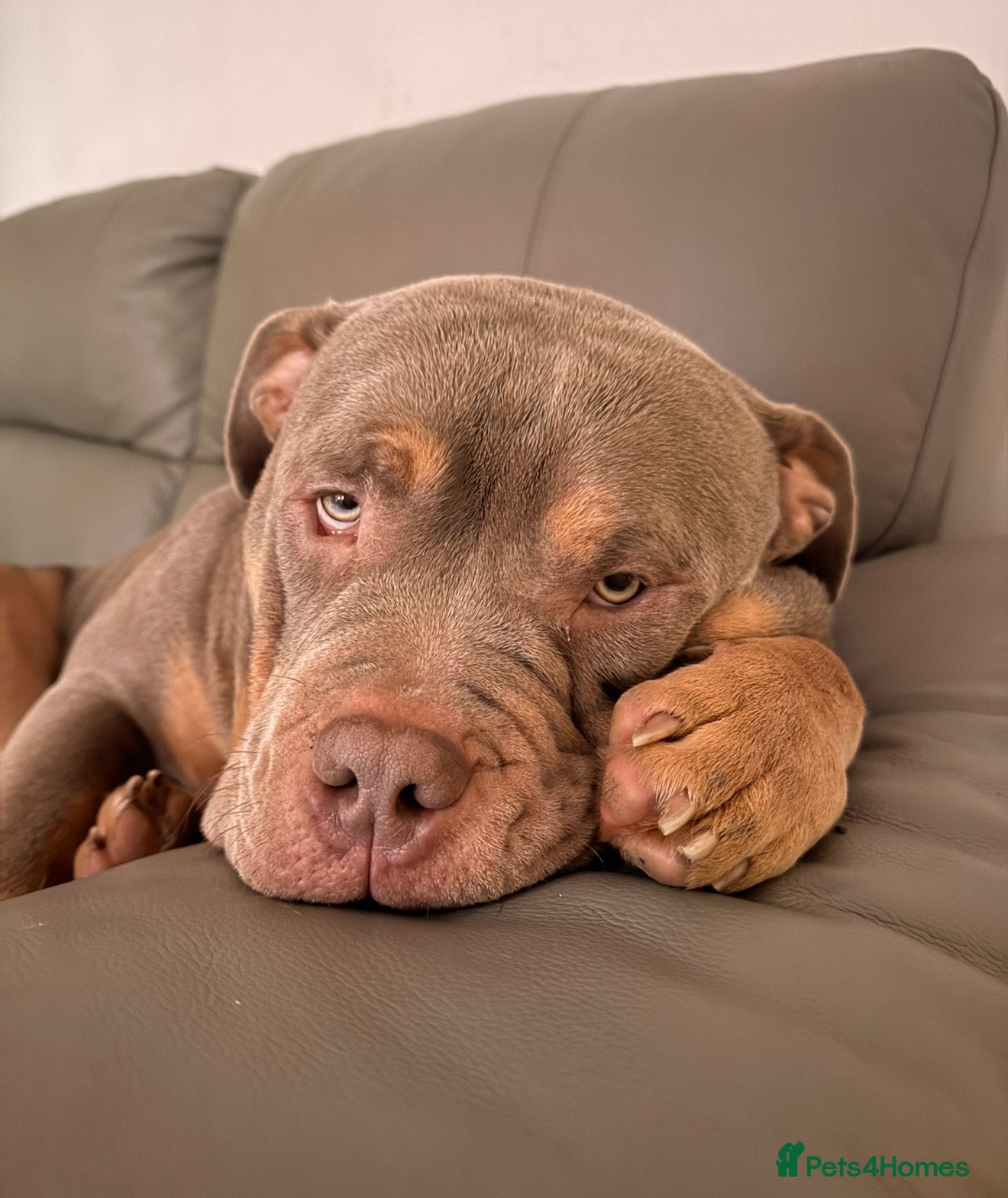 American Bully dogs for sale: Beautiful pocket bully OBI  - Advert 4