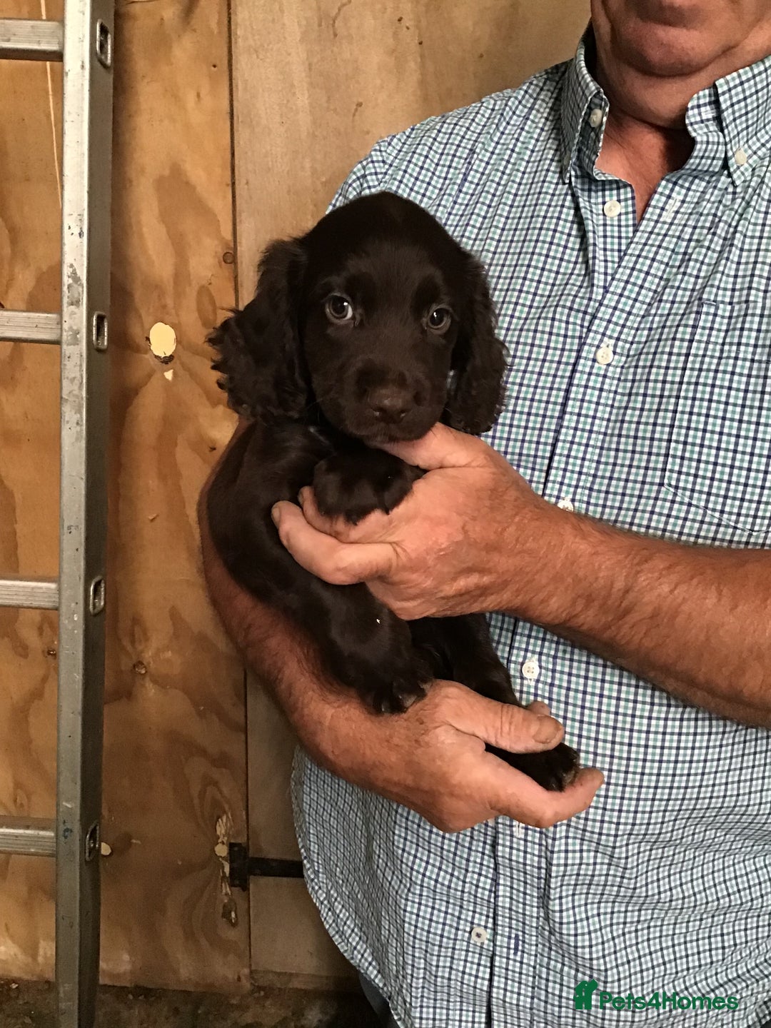 Cocker Spaniel dogs for sale: Stunning Cocker Spaniel girls, working lines. - Image 3