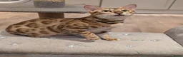 Bengal cats for sale: Beautiful Retired Female Bengal - Advert 11