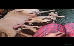 American Bulldog dogs for sale: American  bulldog  pups - Image 8
