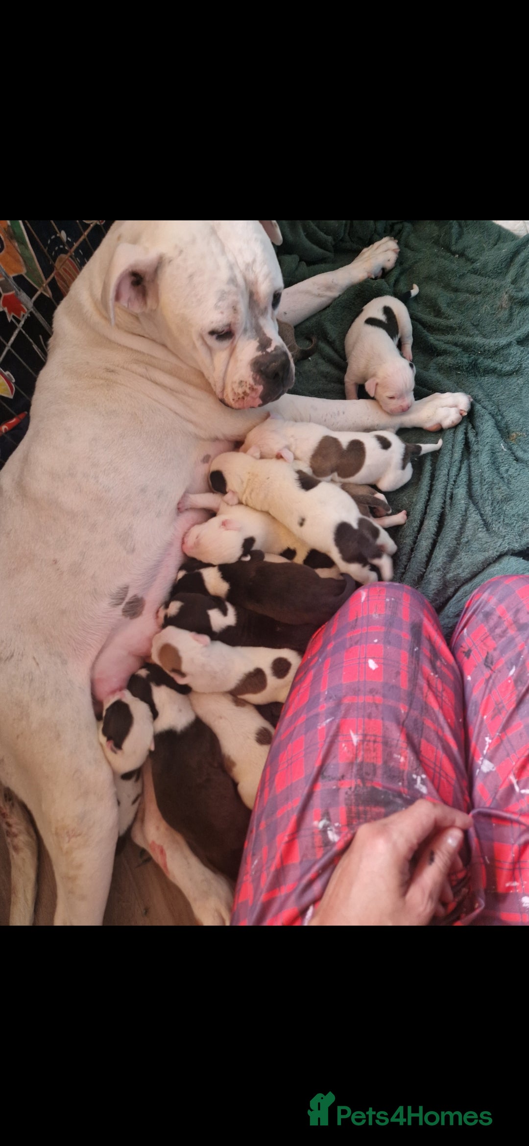 American Bulldog dogs for sale: American  bulldog  pups - Image 8