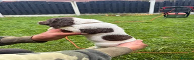 English Springer Spaniel Puppy 2
