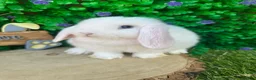 Mini Lop rabbits for sale: Beautiful purebred mini lops ready to reserve 😍 - Advert 28