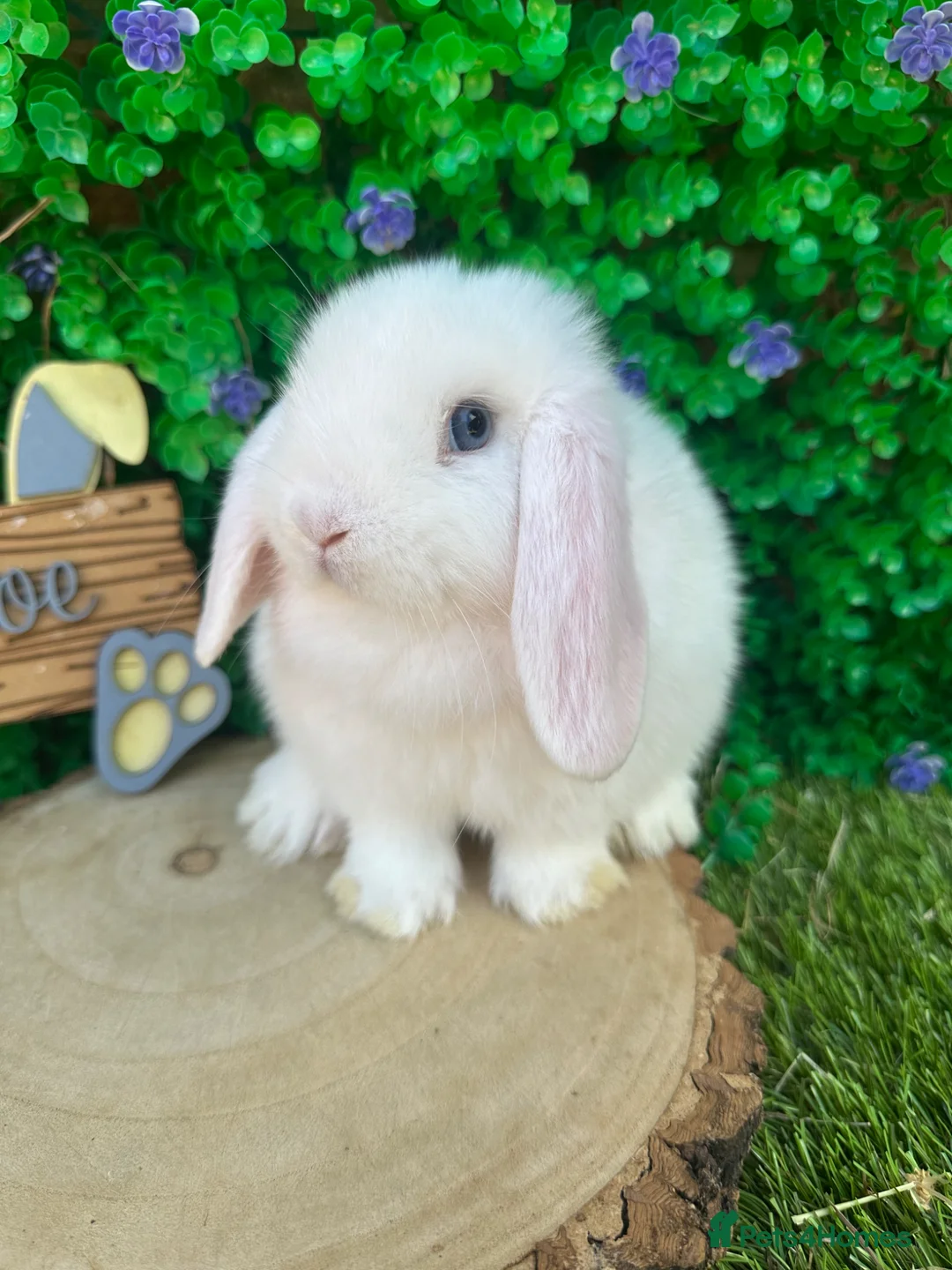 Mini Lop rabbits for sale: Beautiful purebred mini lops ready to reserve 😍 - Advert 28