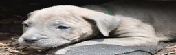 Mixed Breed dogs for sale: Cane Corso / Bullmastiff Puppies ready to  go. - Advert 8