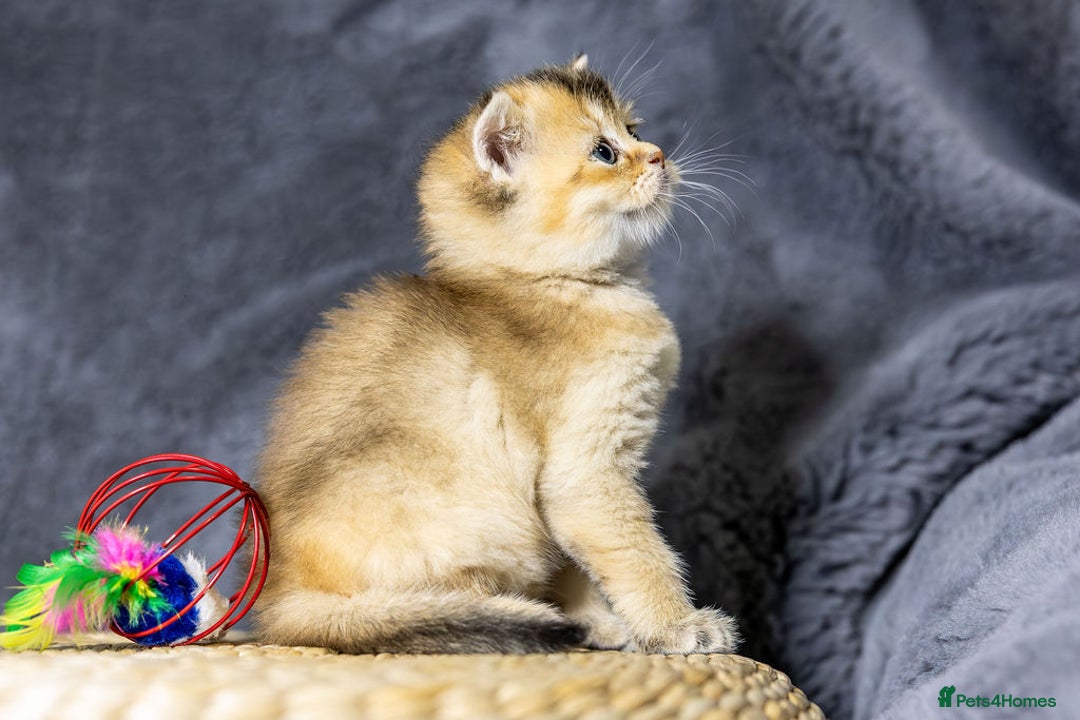 Scottish Fold cats for sale: Premium Rare Black Gold Scottish Fold Kittens - Advert 3