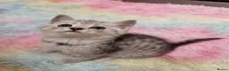 Mixed Breed cats for sale: 4 Beautiful Persian cross kittens  - Advert 11
