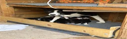 Border Collie dogs for sale: Boarder Collie puppies looking for active homes in Worcester - Advert 21
