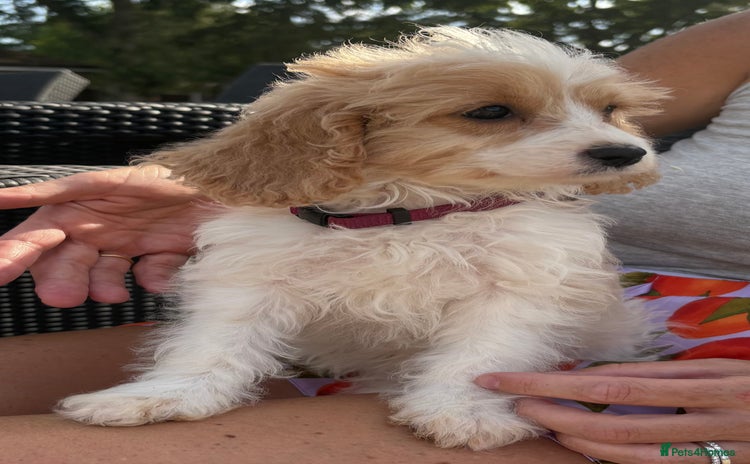 Cavapoo dogs - Advert 16