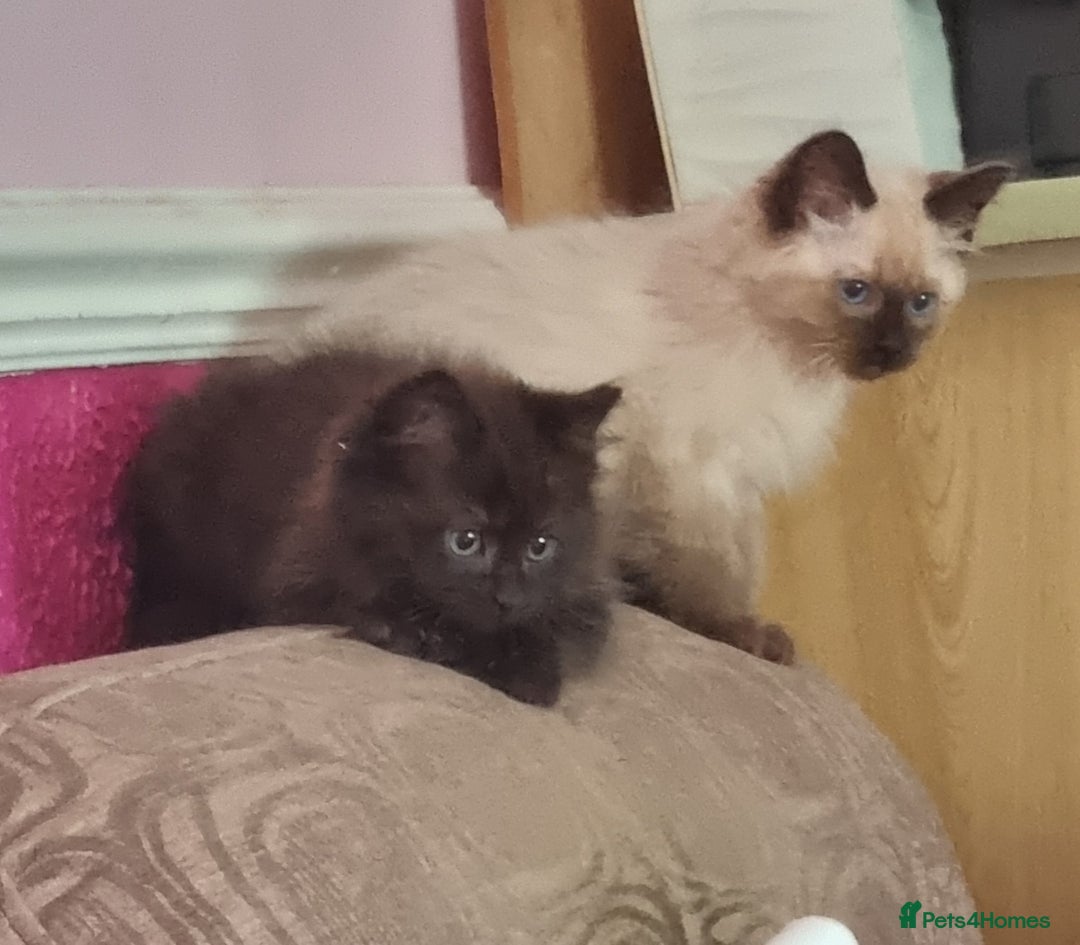 Ragcoon cats for sale: Ragcoon kittens for sale  - Image 2