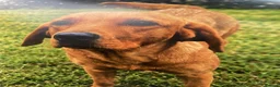 Labrador Retriever dogs for sale: Fox Red Labrador Puppies - Advert 5