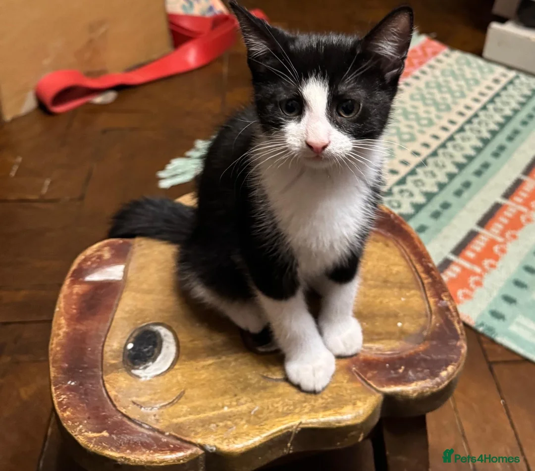 Mixed Breed cats for sale: 5 kittens available - Advert 2