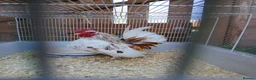 Chickens poultry for sale: Beautiful pure bred serama cockerel in Honiton - Advert 3