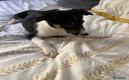 Border Collie dogs for sale: Border collies Dundee  - Image 22