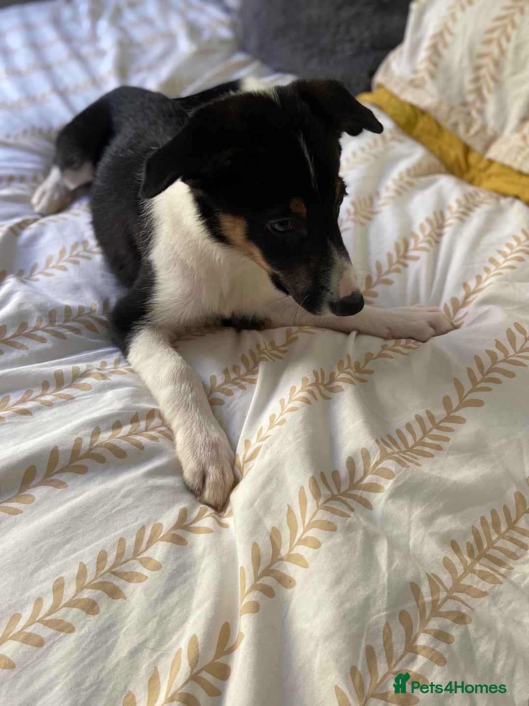 Border Collie dogs for sale: Border collies Dundee  - Image 22