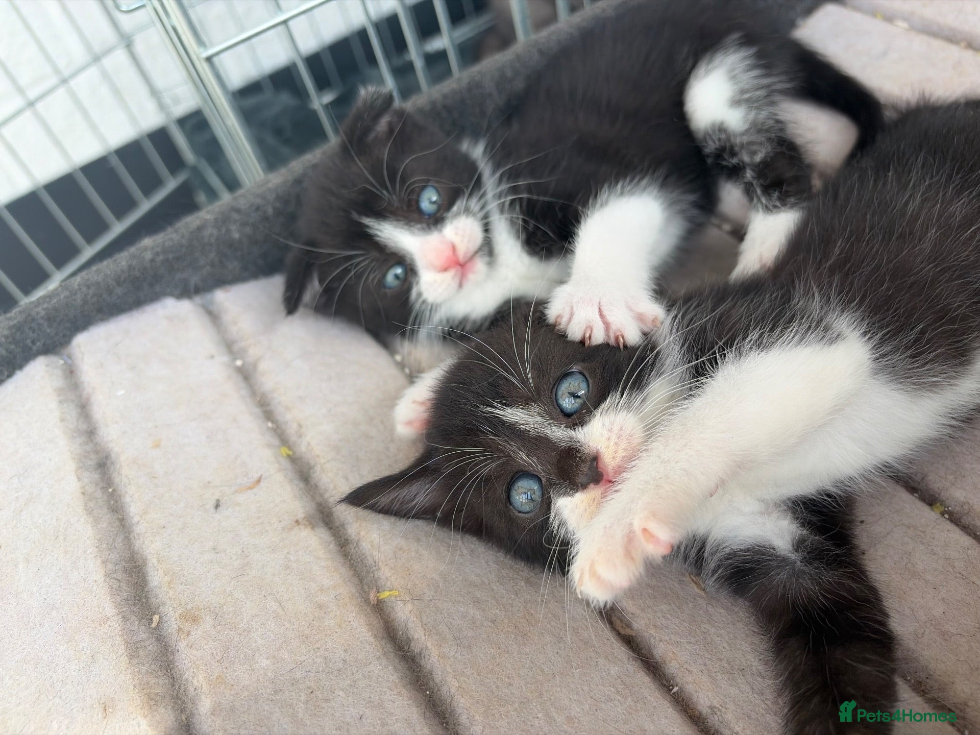 Scottish Fold cats Scottish Fold Mix Kitten  - Advert 2