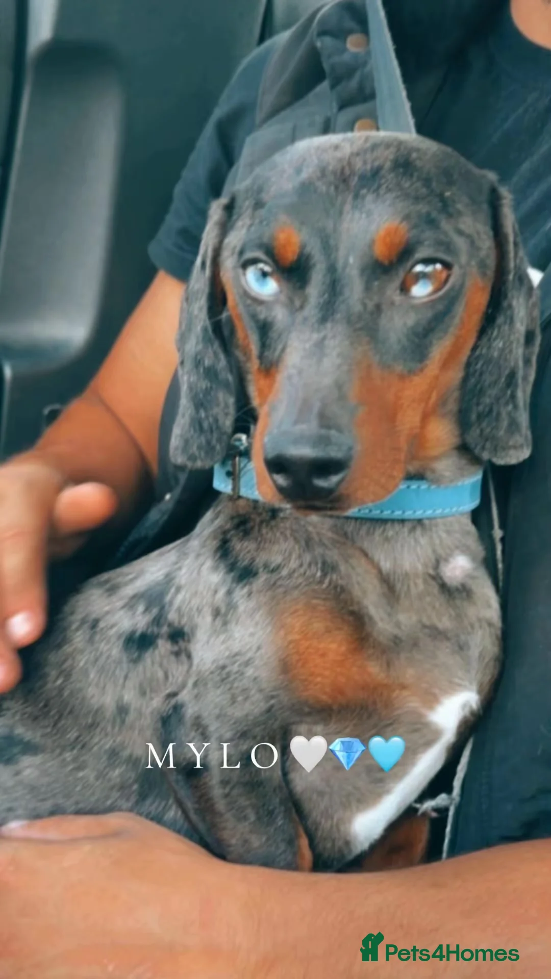 Dachshund dogs for stud: Dachshund stud - Advert 2