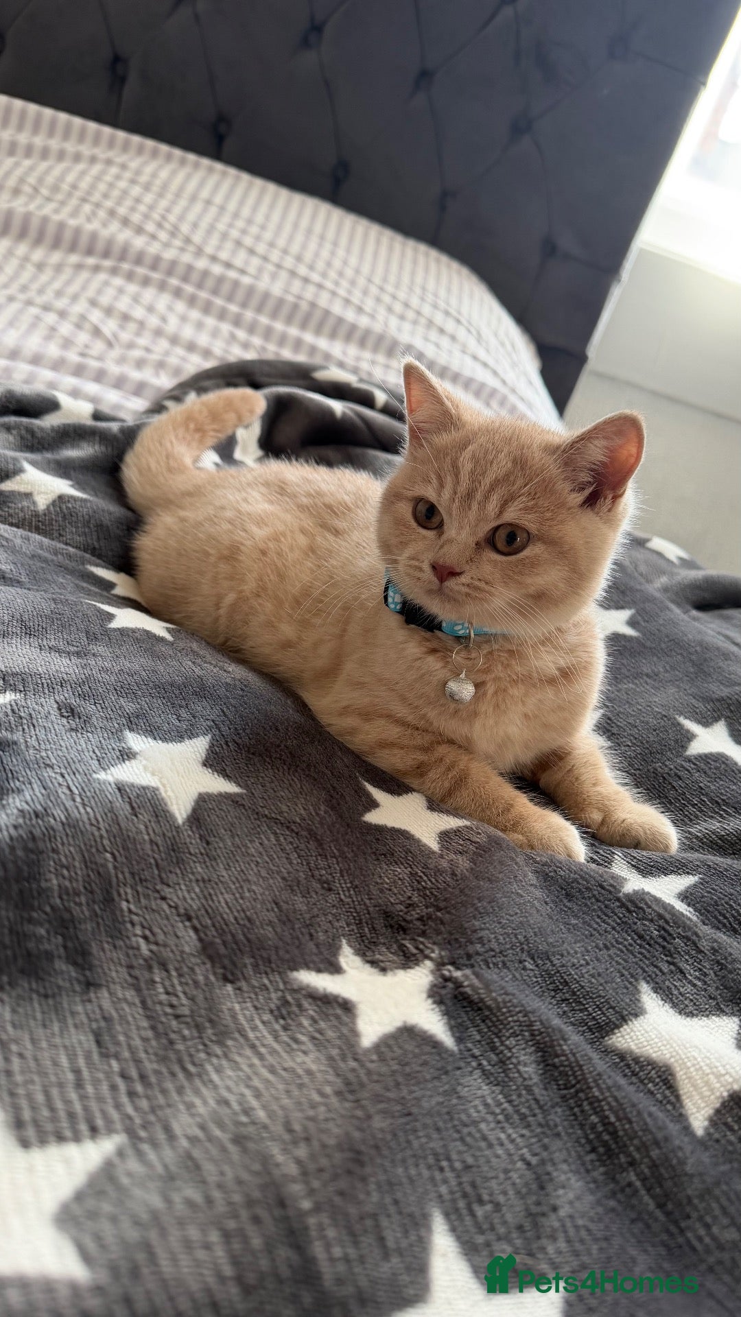 British Shorthair cats Britishshorthairs kittens  - Advert 4