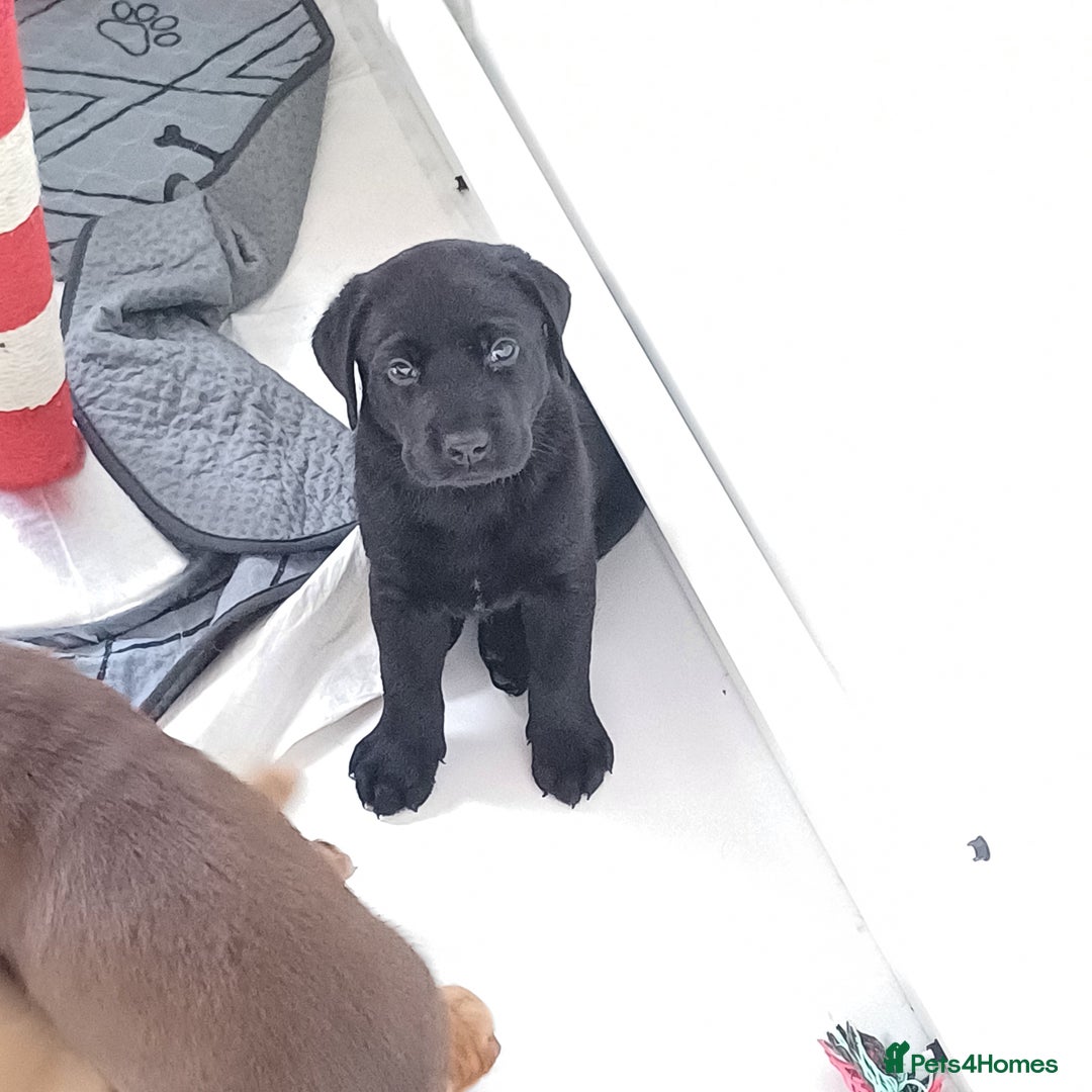 Labrador Retriever dogs for sale: Labrador puppies - Advert 2