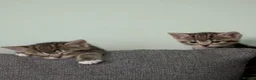 Mixed Breed cats for sale: Four beautiful tabby kittens - Advert 7