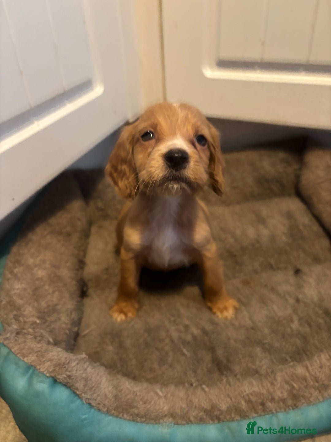 Cocker Spaniel dogs for sale: 5 lovely cocker spaniels  - Advert 2