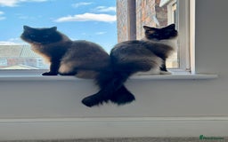 Ragdoll cats for sale: 1x male and 1x female for sale - Image 6