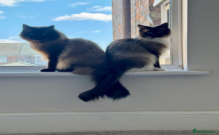 Ragdoll cats - Advert 1