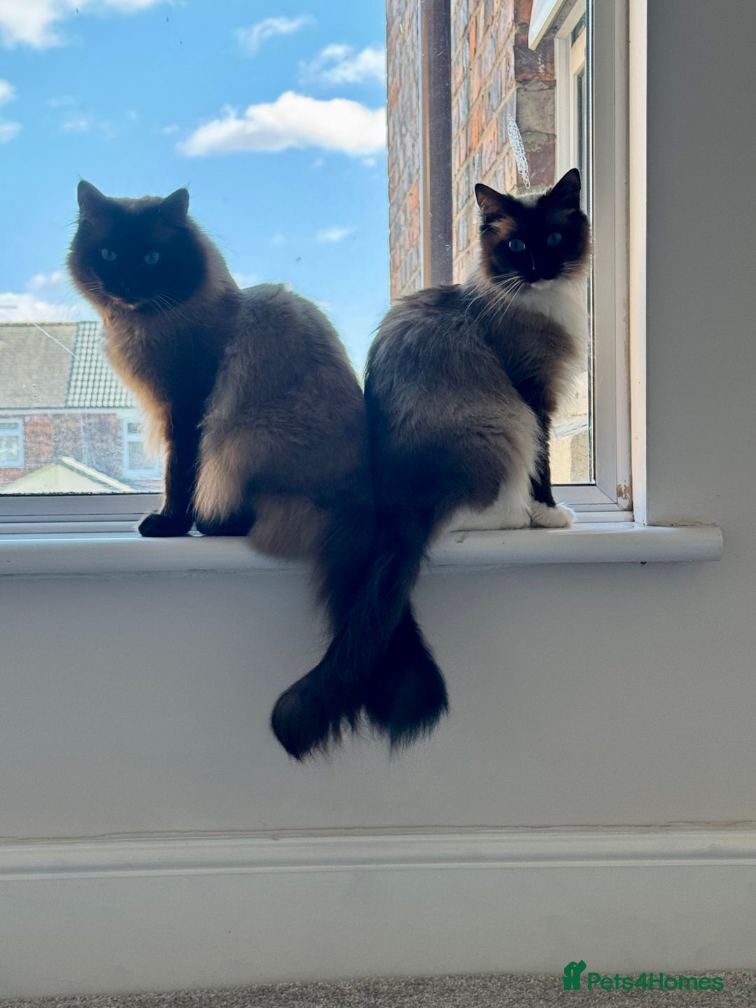 Ragdoll cats for sale: 1x male and 1x female for sale - Image 6