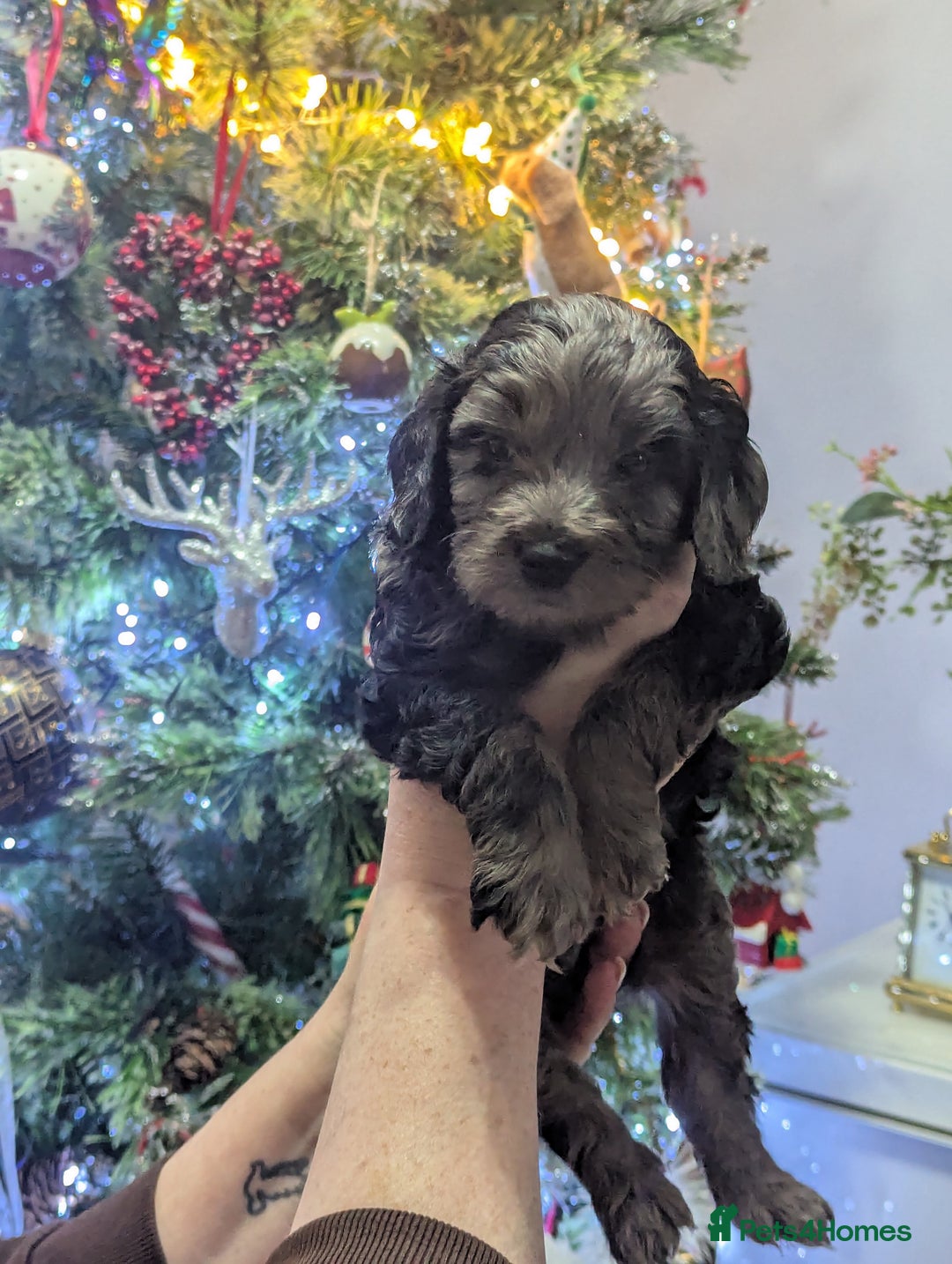 Cockapoo dogs for sale: Stunning F1 cockapoos pups. - Advert 2