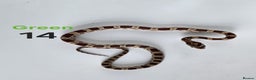 Corn Snake reptiles for sale: Baby Cornsnakes  - Advert 18