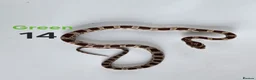 Corn Snake reptiles for sale: Baby Cornsnakes  - Advert 15