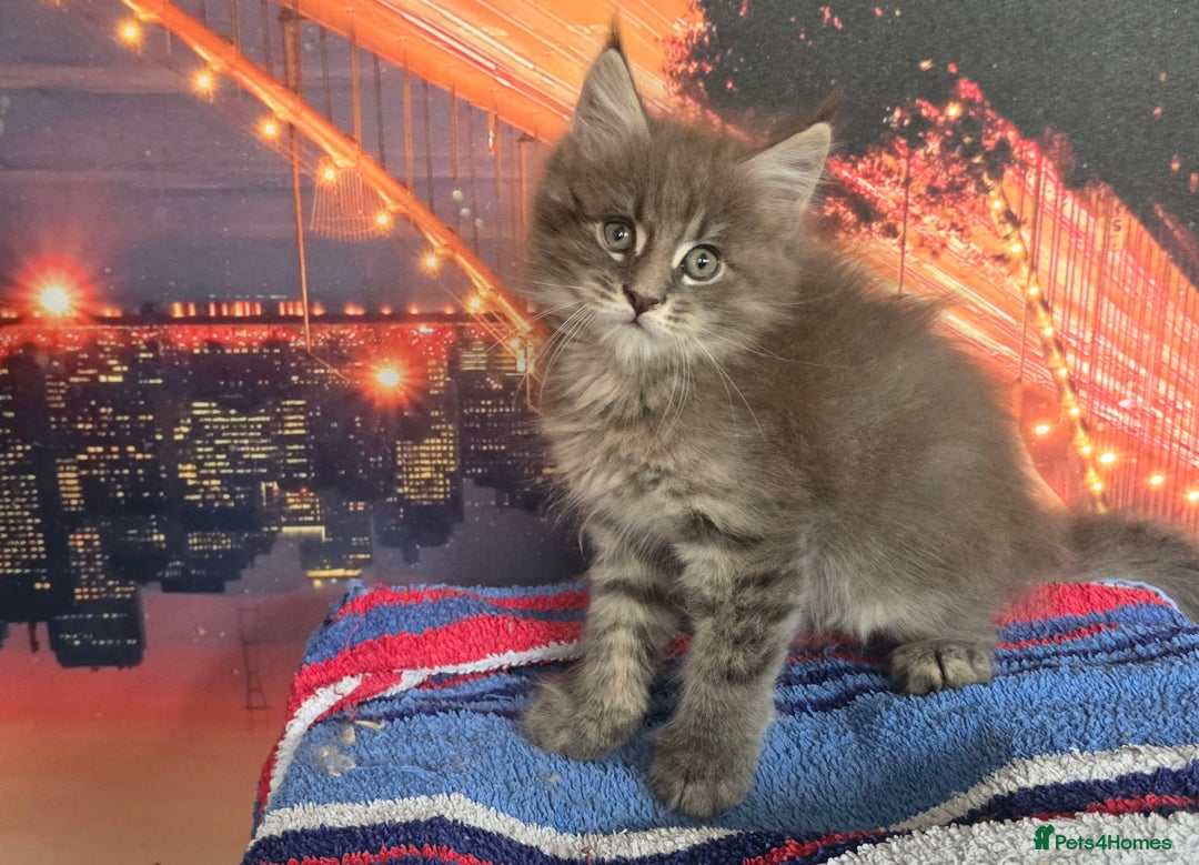 Maine Coon cats for sale: Maine coon kittens ready for reservation - Image 12